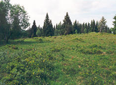 alte Allmendeweide (einer der letzten Reste der früher im Bay.Wald landschaftsbildprägenden Wacholder-Heiden)