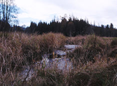 grenzüberschreitendes Niedermoor in Schnellenzipf