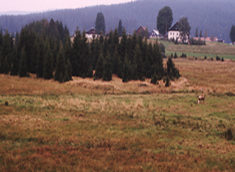 zuwachsender Magerwiesen-Flachmoor-Komplex in Langreut